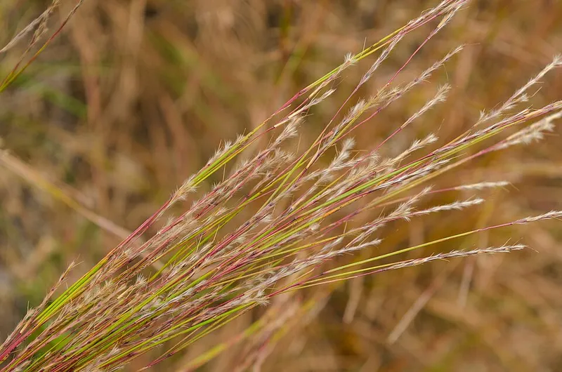 Little Blue Stem (Schizachyrium scoparium) β landscape plant in Middle Tennessee