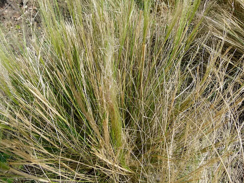 Mexican Feather Grass in Middle Tennessee