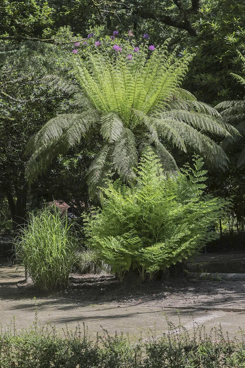 Miscanthus in Middle Tennessee