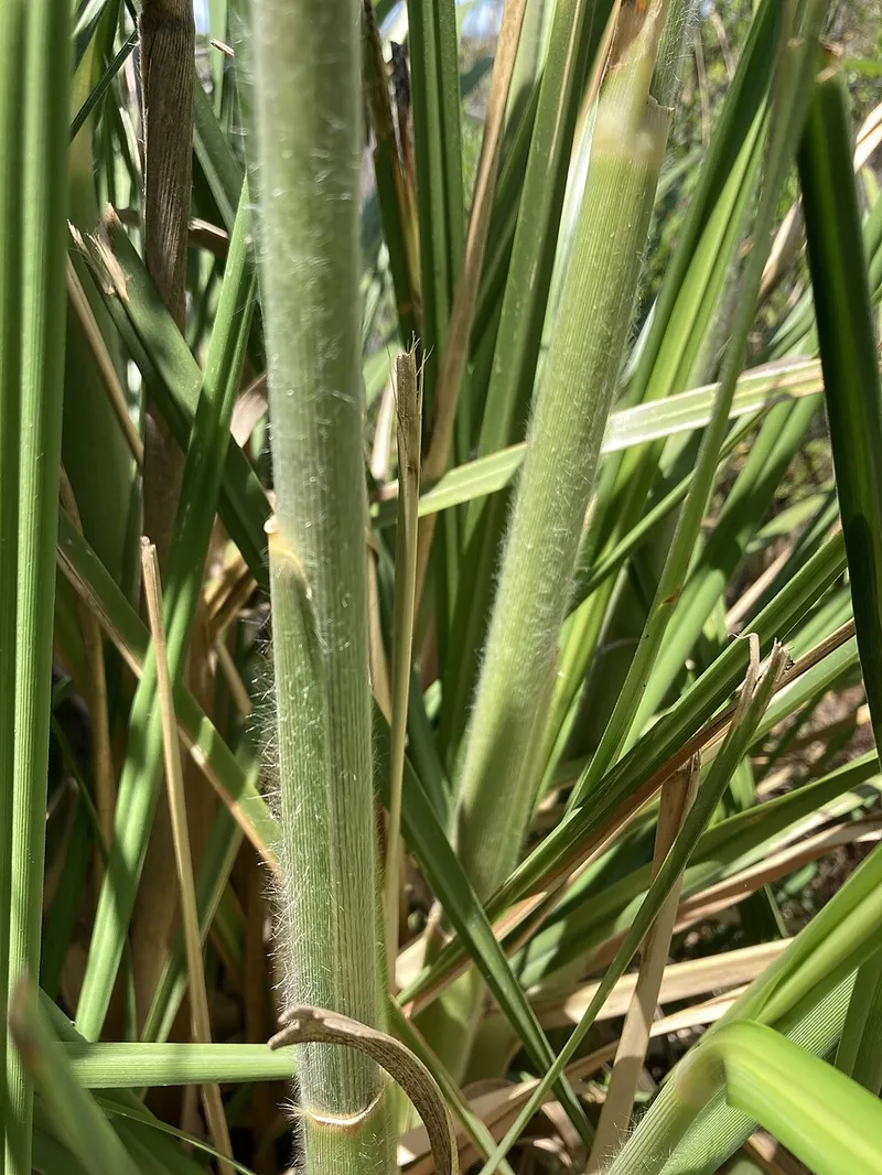 Pampas Grass in Middle Tennessee