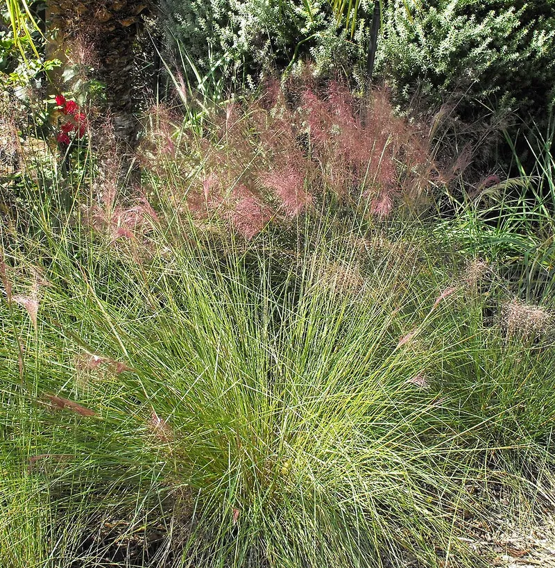 Pink Muhly Grass in Middle Tennessee