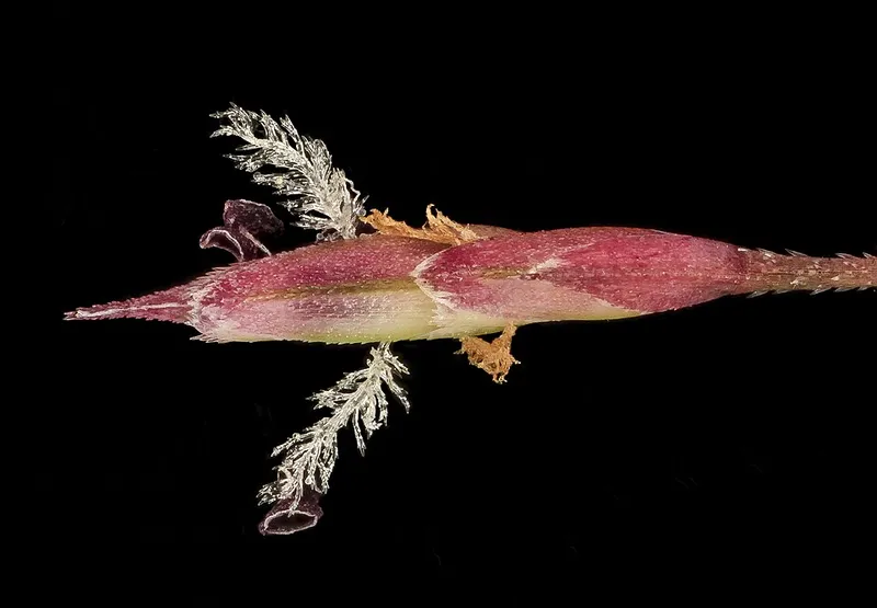 Purple Love Grass (Eragrostis spectabilis) β landscape plant in Middle Tennessee
