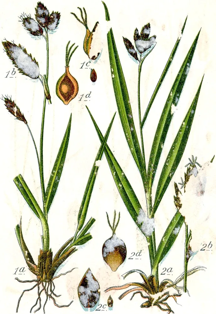 Sedge (Carex spp.) β landscape plant in Middle Tennessee