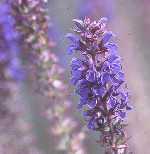 About Perennials — photo 10