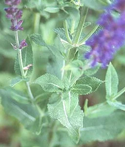 About Perennials — photo 11