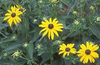 About Perennials — photo 12