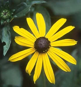 About Perennials — photo 13