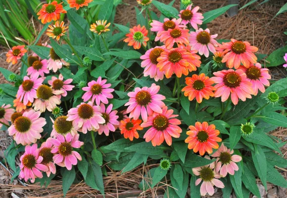 About Perennials — photo 14