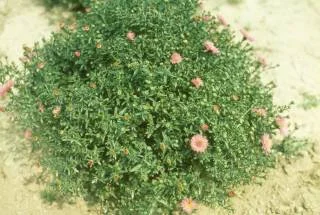 About Perennials — photo 15