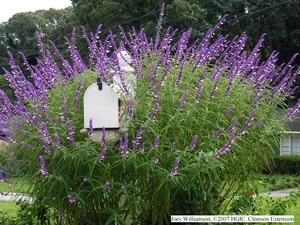 About Perennials — photo 16