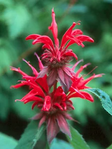 About Perennials — photo 2