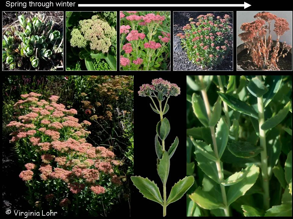 About Perennials — photo 3