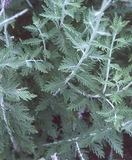 About Perennials — photo 5