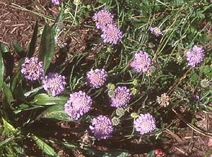 About Perennials — photo 6