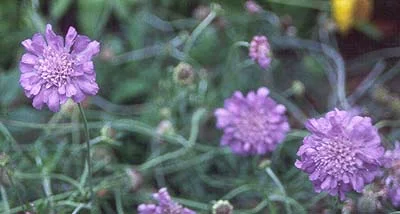 About Perennials — photo 7