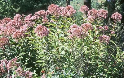 About Perennials — photo 8