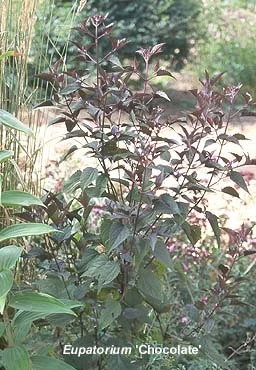 About Perennials — photo 9