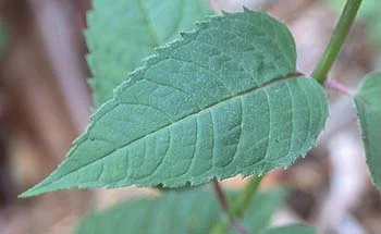 About Perennials in Middle Tennessee