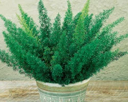 Asparagus Fern in Middle Tennessee