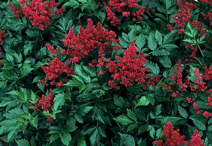 Astilbe in Middle Tennessee