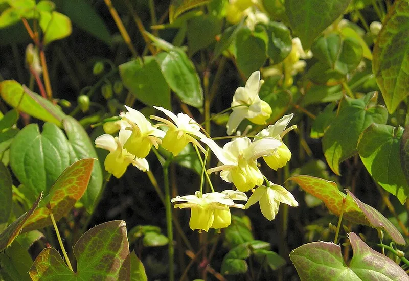 Barrenwort (Epimedium spp.) β landscape plant in Middle Tennessee
