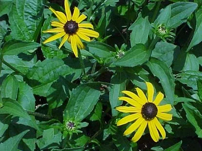 Black-eyed Susan in Middle Tennessee