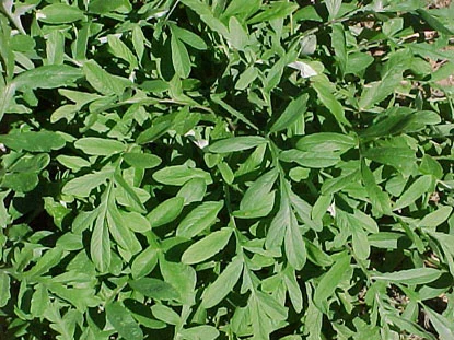 Blanket Flower (Fiesta Daisy) in Middle Tennessee