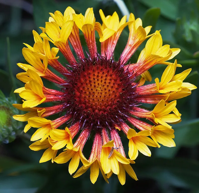 Blanket Flower (Gaillardia x grandiflora) β landscape plant in Middle Tennessee