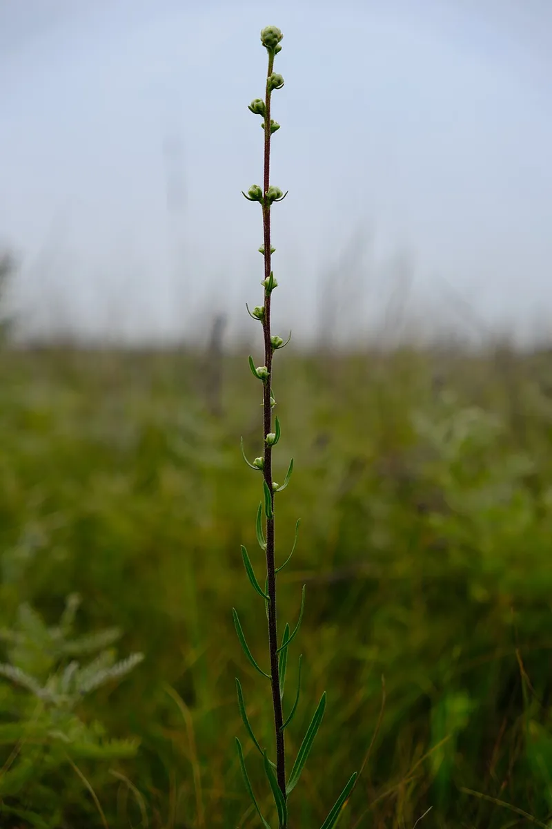 Blazing Star (Liatris spicata) β landscape plant in Middle Tennessee