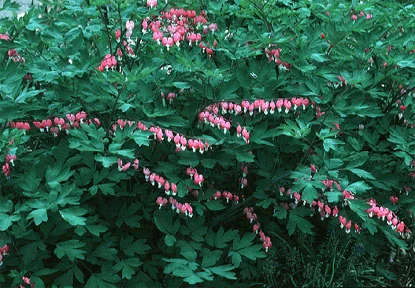 Bleeding Heart in Middle Tennessee