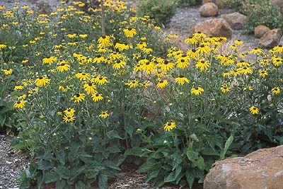 Blooms  Summer-Fall (Cutting, background, borders, and bedding.) in Middle Tennessee