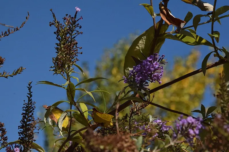 Butterfly Bush (Buddleia davidii) β landscape plant in Middle Tennessee
