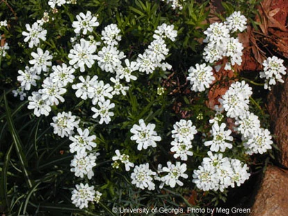 Candytuft — photo 2