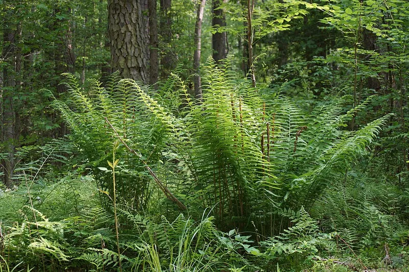 Cinnamon Fern (Osmunda cinnamomea) β landscape plant in Middle Tennessee