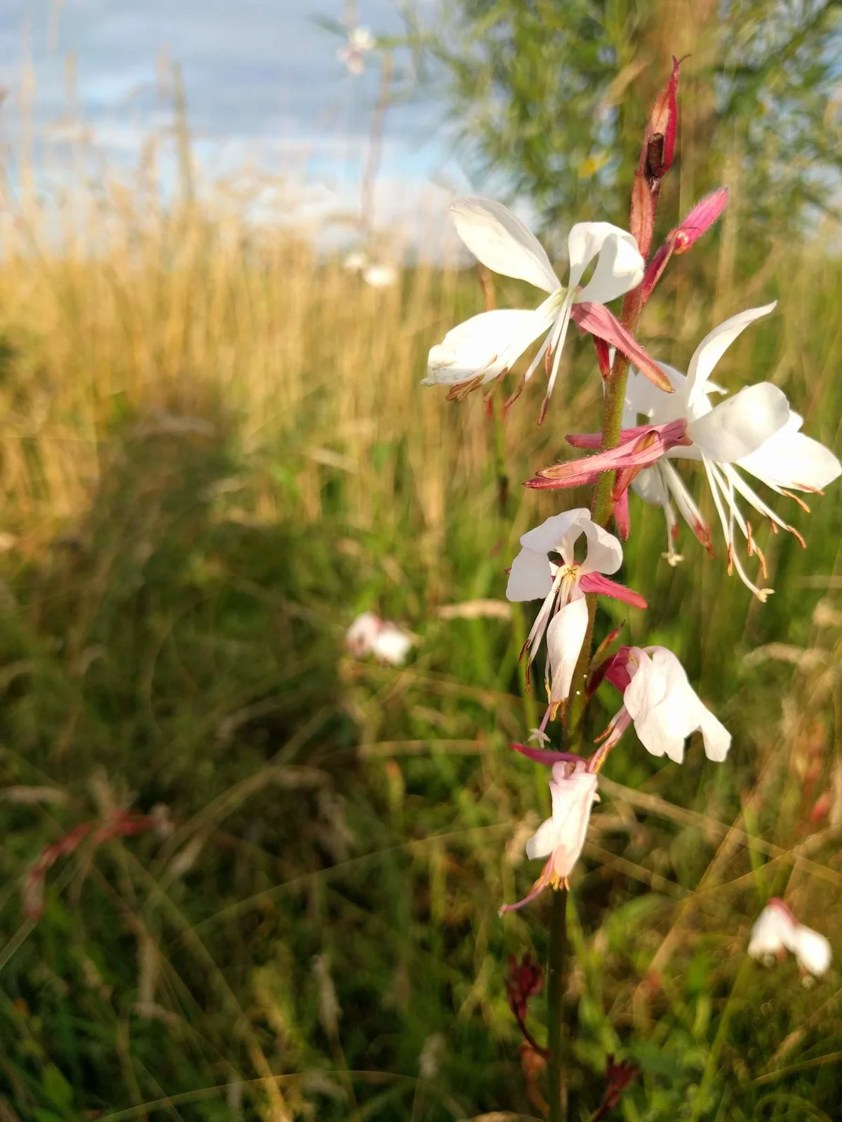 gaura — photo 3