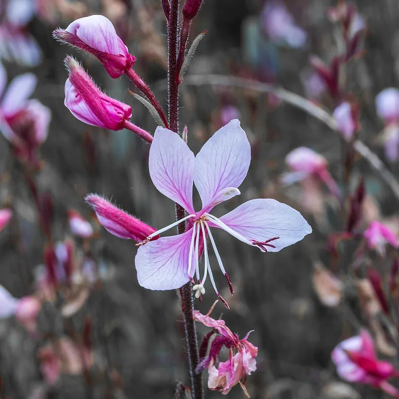 gaura (Oenothera lindheimeri) β landscape plant in Middle Tennessee