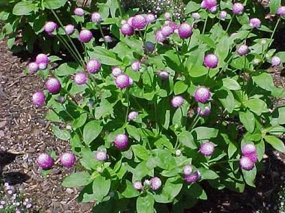 Globe Amaranth (Gomphrena globosa) in Middle Tennessee