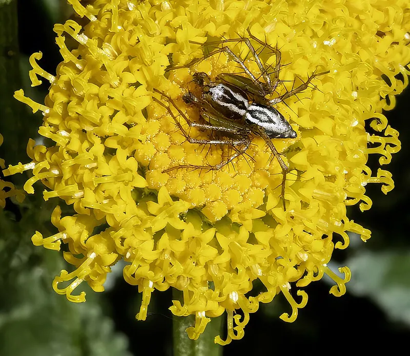 Gray Santolina (Santolina chamaecyparissus) β landscape plant in Middle Tennessee