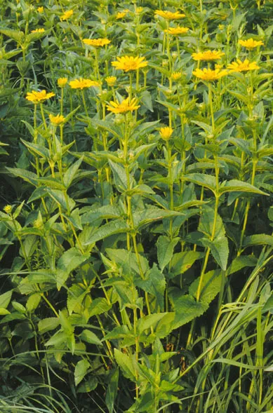 heliopsis (Heliopsis helianthoides) β landscape plant in Middle Tennessee