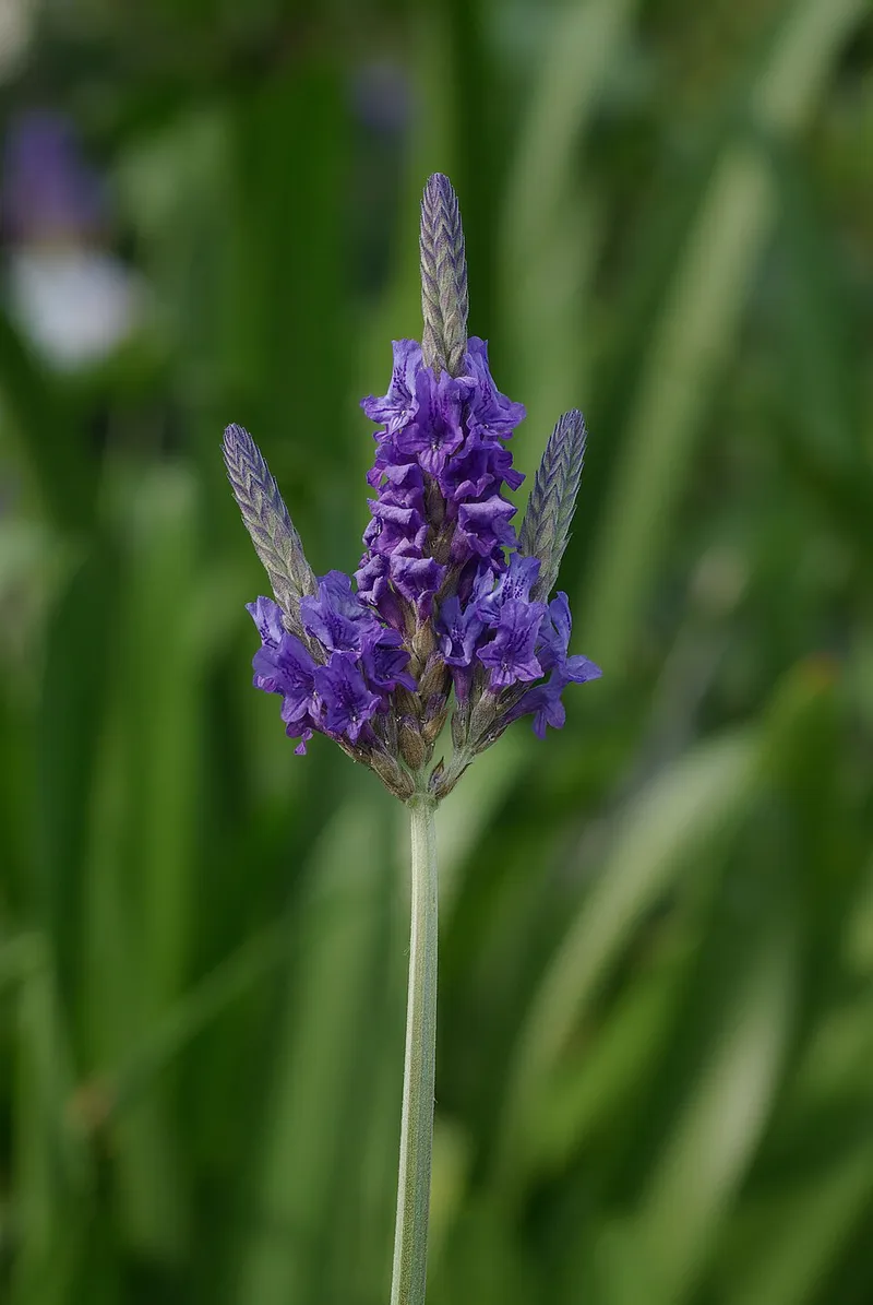 lavender (Lavandula angustifolia) β landscape plant in Middle Tennessee