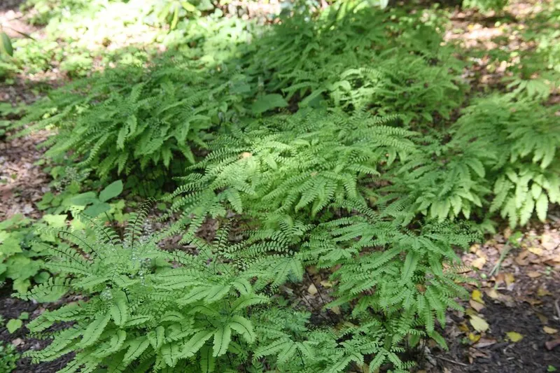 Northern Maidenhair (Adiantum pedatum) β landscape plant in Middle Tennessee