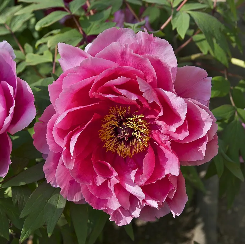 peony (Paeonia lactiflora) β landscape plant in Middle Tennessee