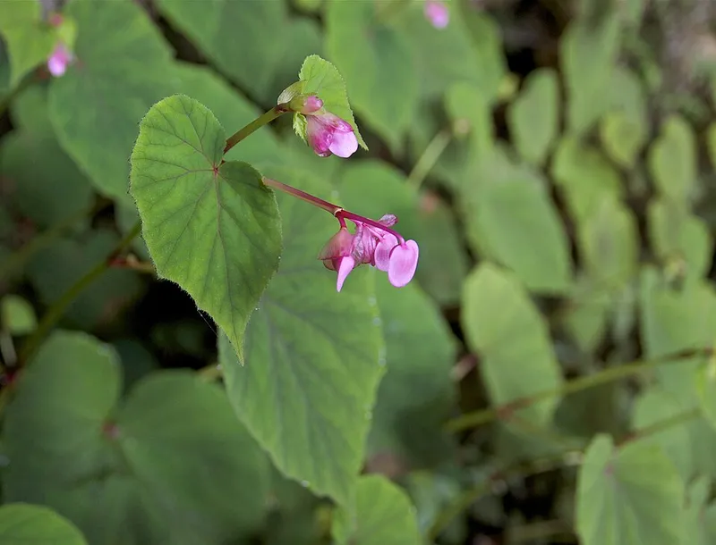 Perennial Begonia (Begonia grandis) β landscape plant in Middle Tennessee