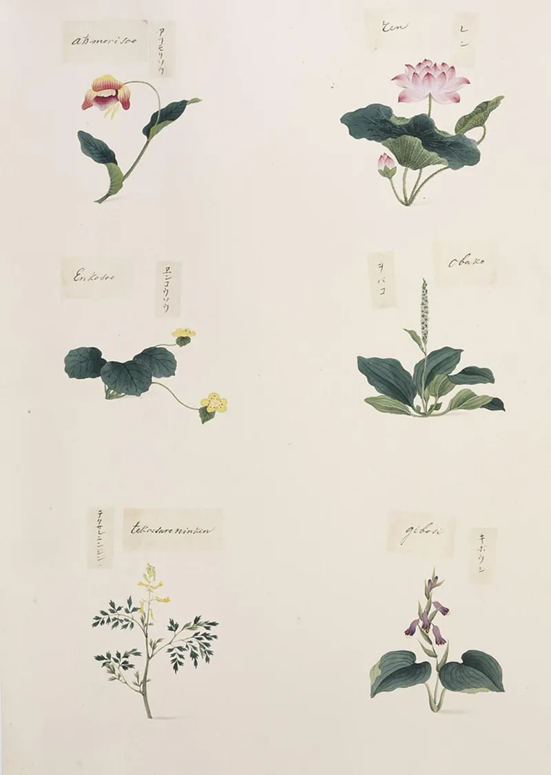 Plantain Lily (Hosta spp.) β landscape plant in Middle Tennessee