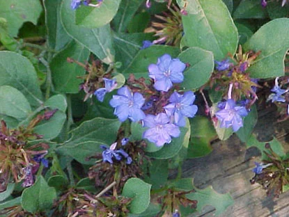 Plumbago (Ceratostigma plumbaginoides) in Middle Tennessee