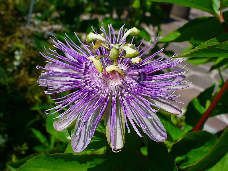 Purple Passionflower (Passiflora incarnata) β landscape plant in Middle Tennessee