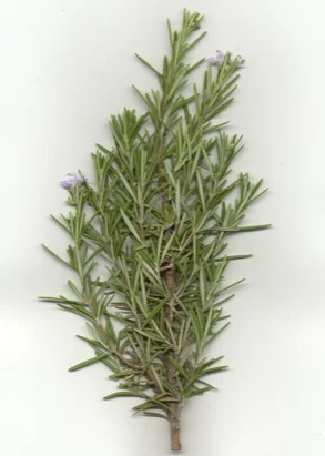 Rosemary — photo 2
