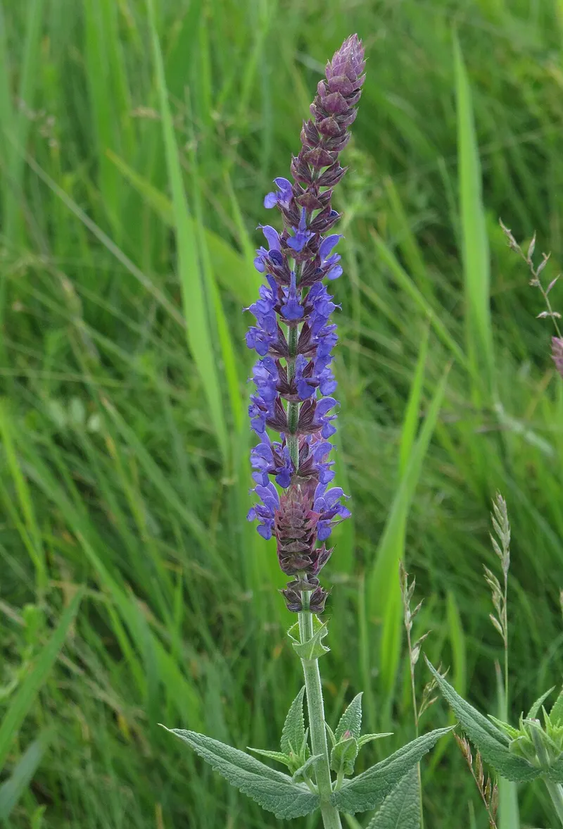 salvia (Salvia nemorosa) β landscape plant in Middle Tennessee