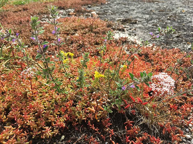sedum (Sedum spp.) β landscape plant in Middle Tennessee