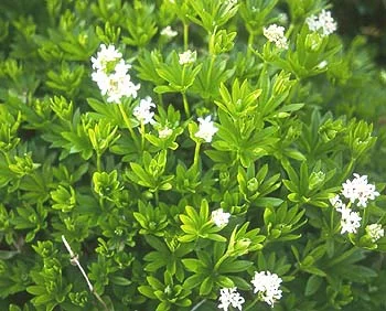 Self Seeding — photo 2